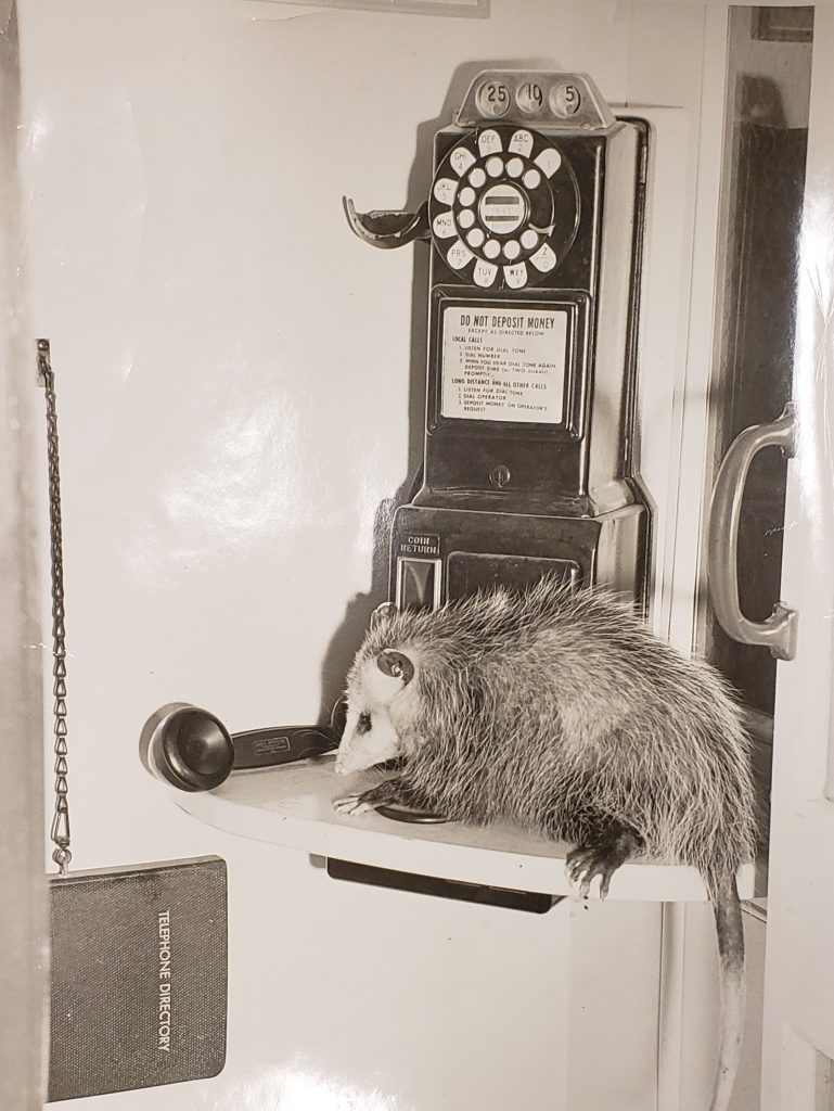 Found by the head of UNC Asheville Special Collections Gene Hyde, he thinks this Opossum using a phone booth at Chimney Rock should be the pièce de résistance of our project.